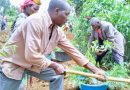 ACORD Rwanda promeut l’agroécologie et la biodiversité par la plantation d’arbres indigènes