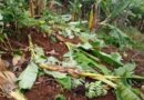 Karongi:Umukobwa w’imyaka 21 arahigishwa uruhindu nyuma yo kwirara mu rutoki rwa se wabo akaruvuza umuhoro
