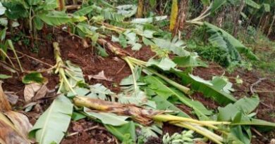 Karongi:Umukobwa w’imyaka 21 arahigishwa uruhindu nyuma yo kwirara mu rutoki rwa se wabo akaruvuza umuhoro