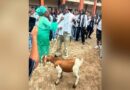 Nigeria: Umubyeyi yahaye umuhungu we ihene nk’impano yo gusoza amashuri